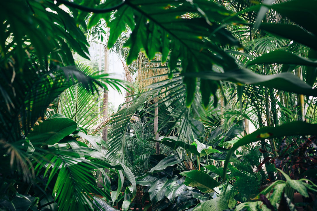 plants